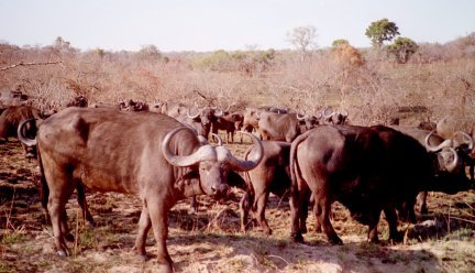 capebuffalo.jpg (33764 bytes)