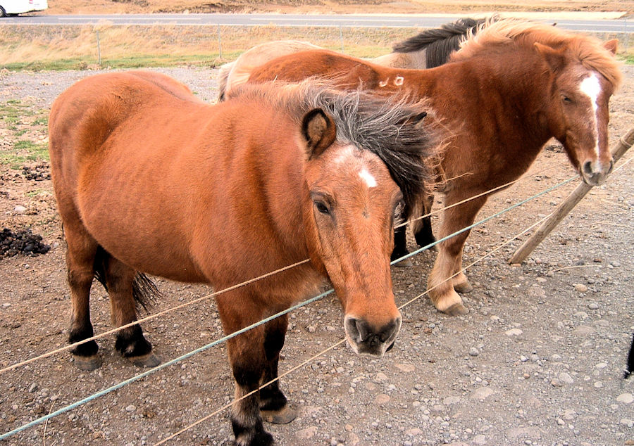 orses