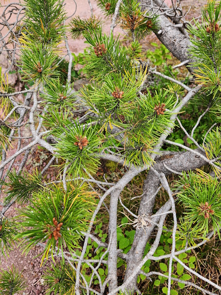 Logical pine cones