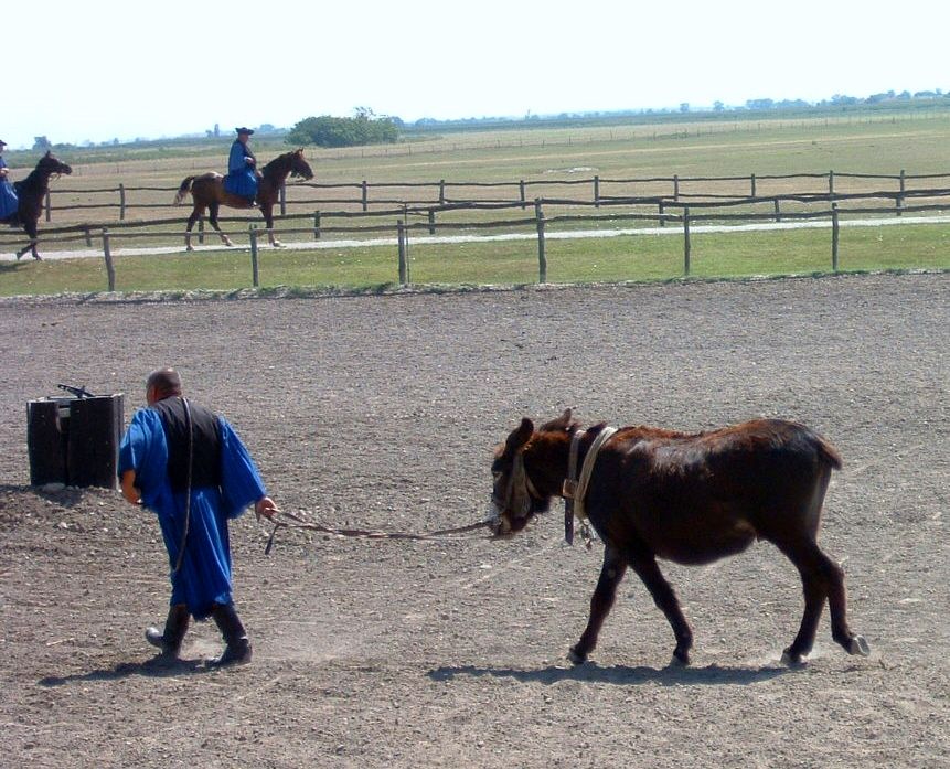 Kalocsa Equestrian Show