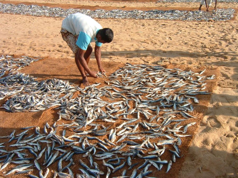 Suzanna Travels to Sri Lanka